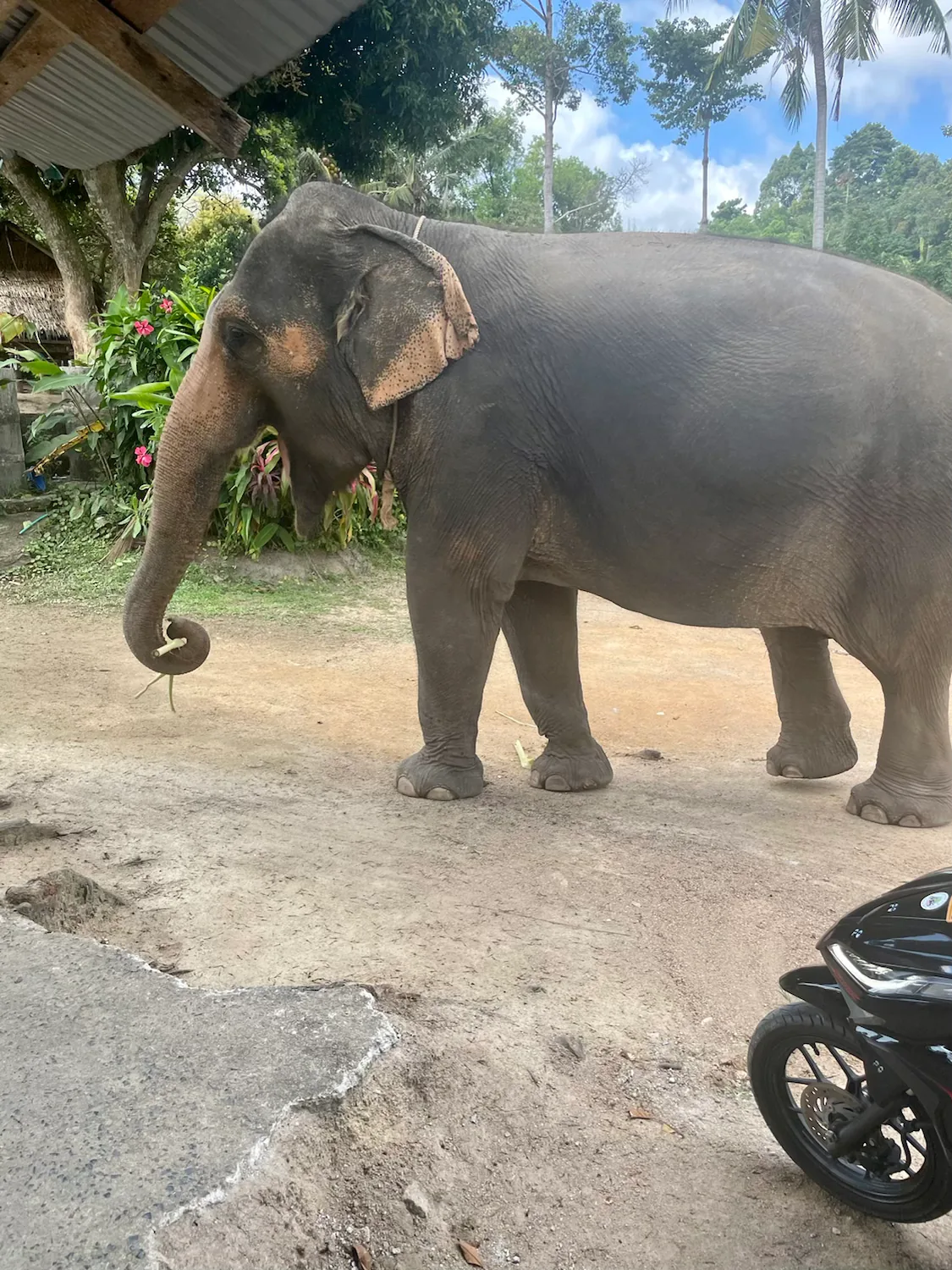 Elephants in Thailand