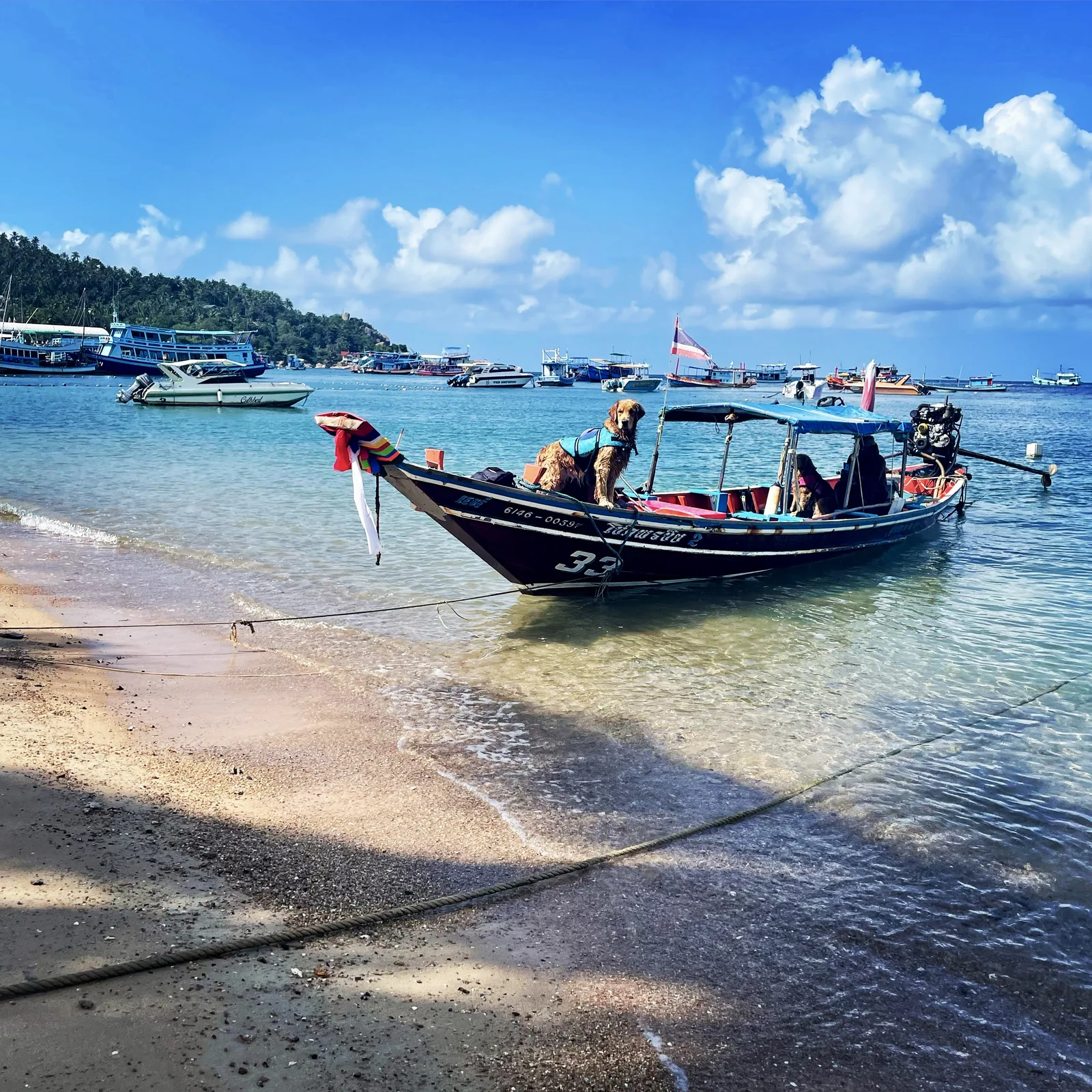 Longtail boat in clear blue water in Koh Tao, Thailand with a golden retriever wearing a life vest.