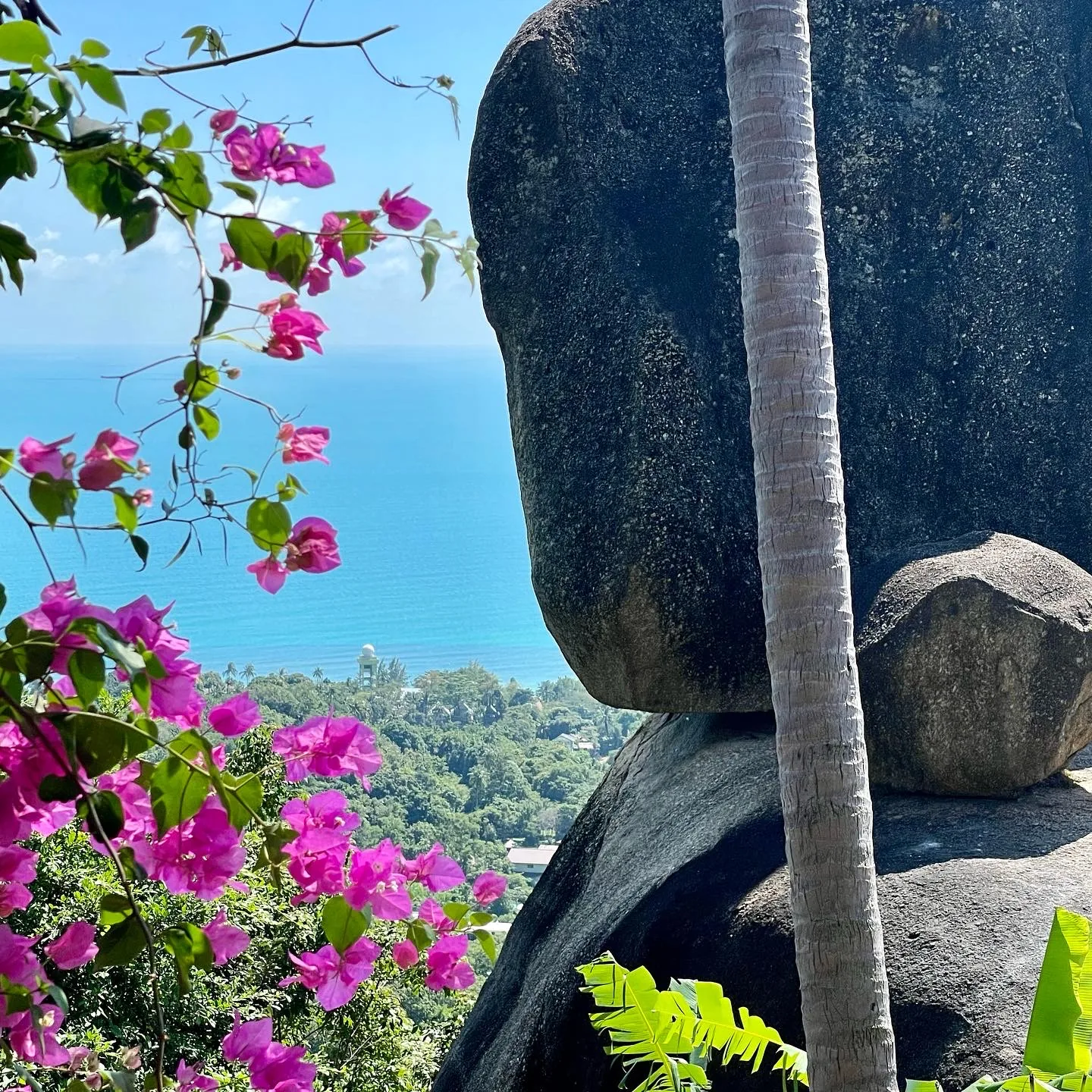 Pink flowering trees and large boulders overlooking the ocean in Thailand