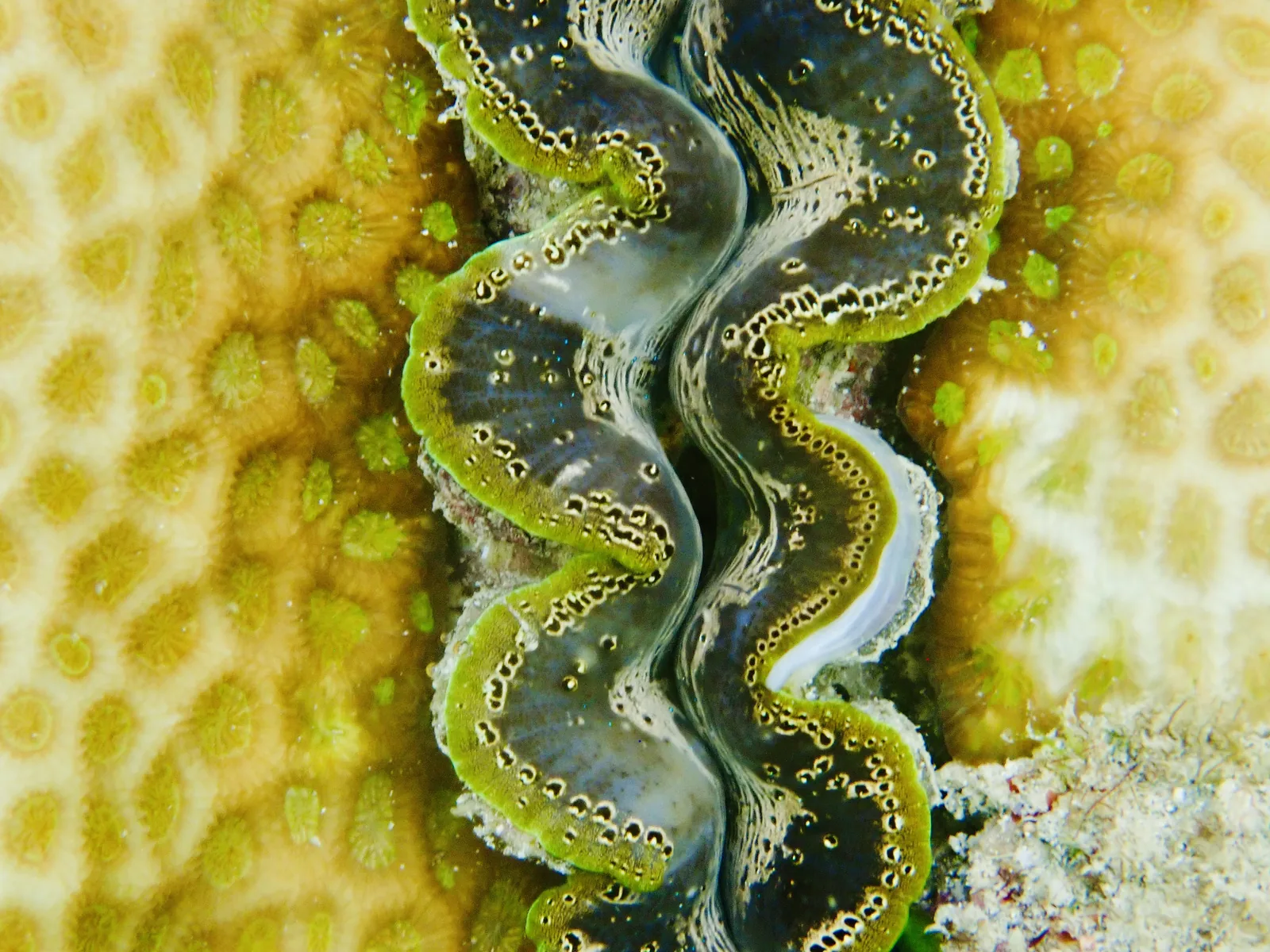 A Green boring clam in yellow coral