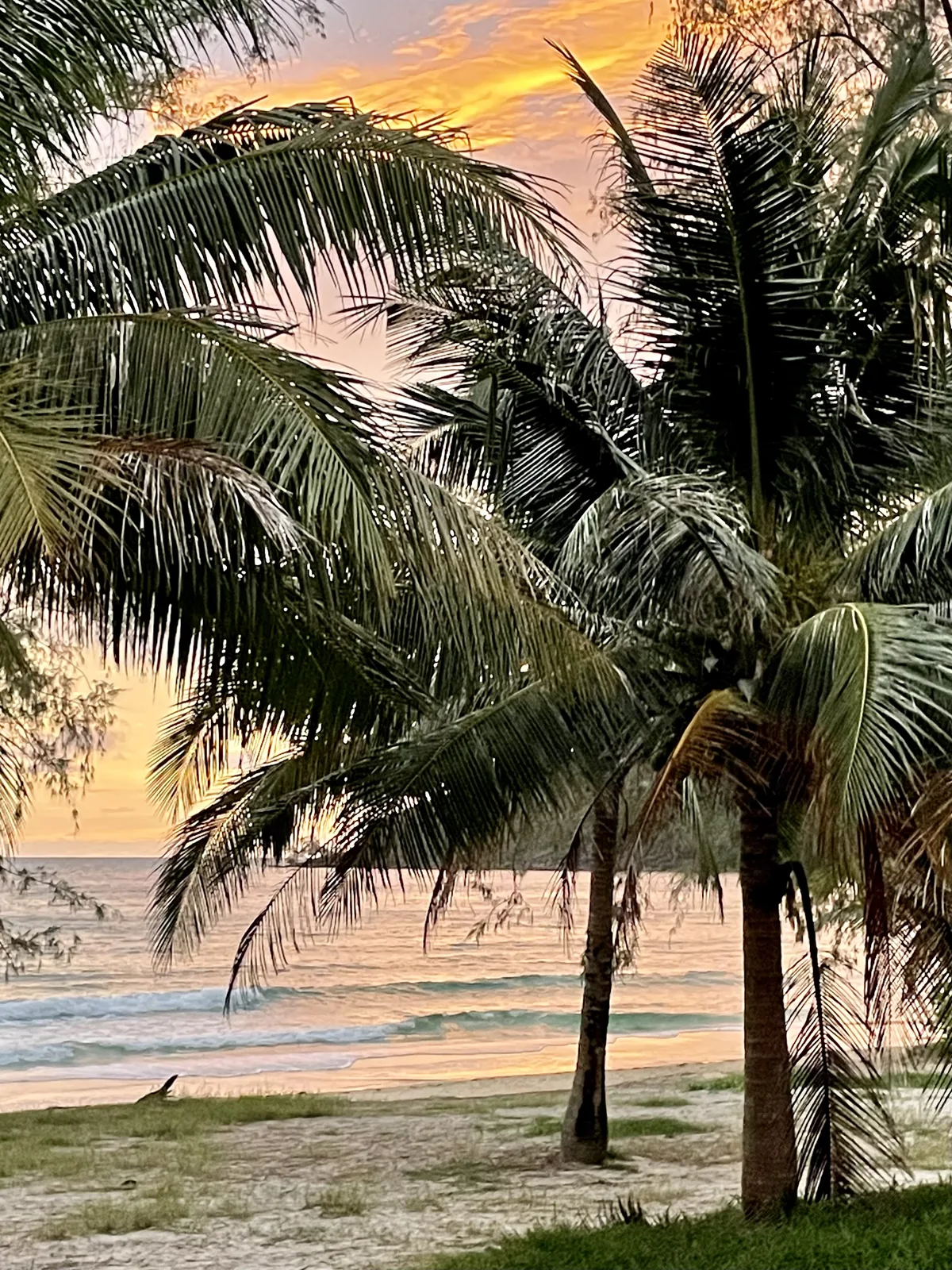 Palm tress on a beach at sunset
