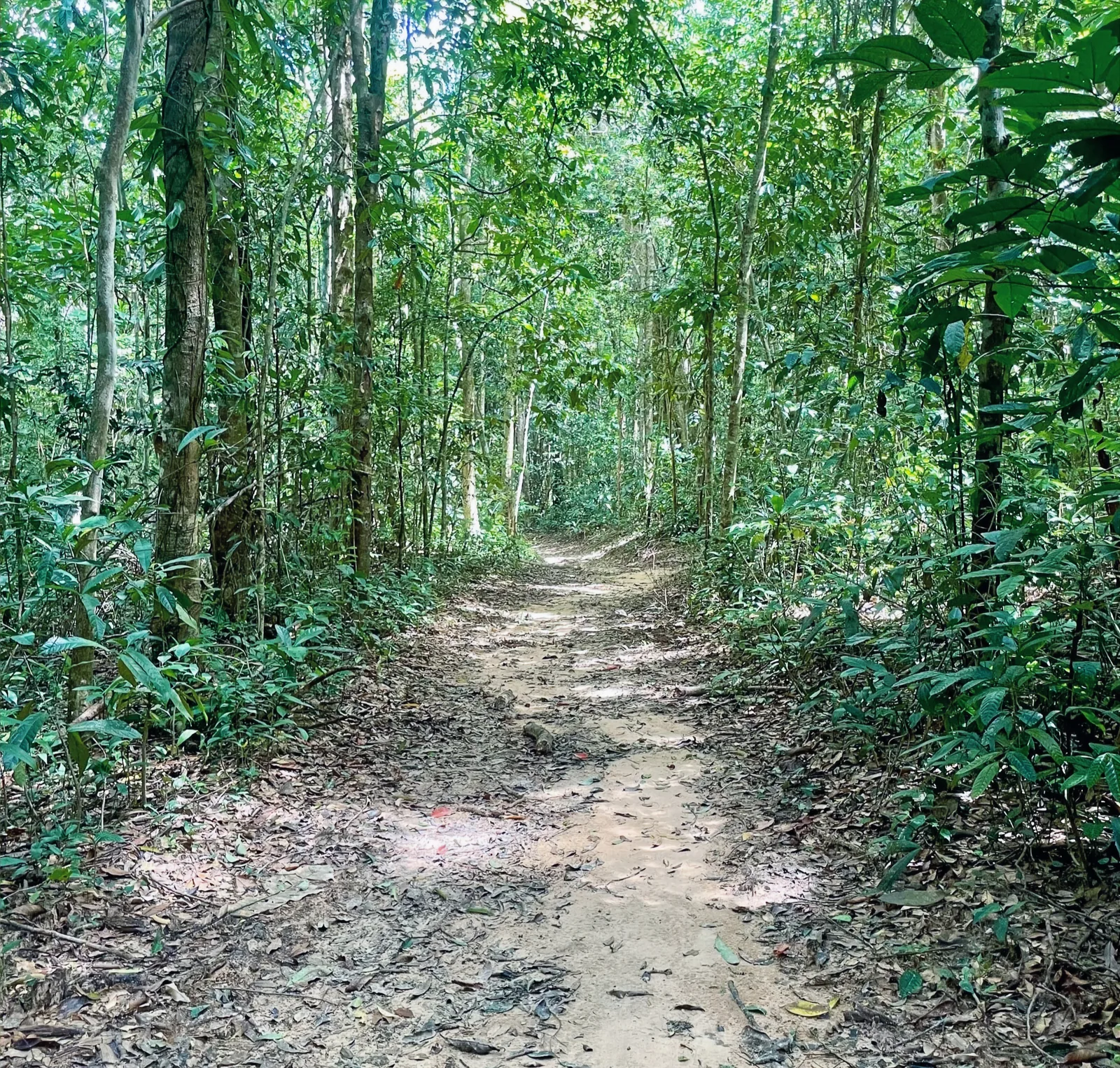 A hiking path through dense green jungle