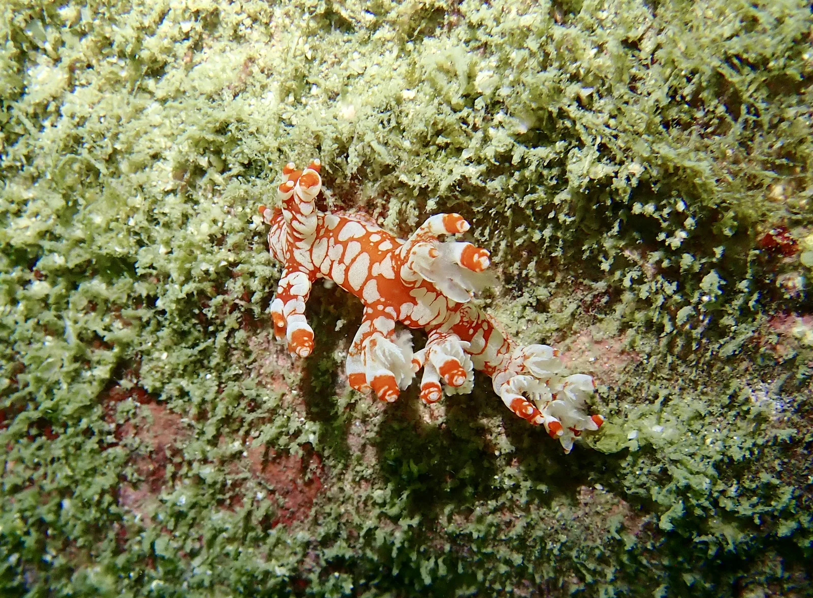 A white and orange bornella Stellifer nudibranch