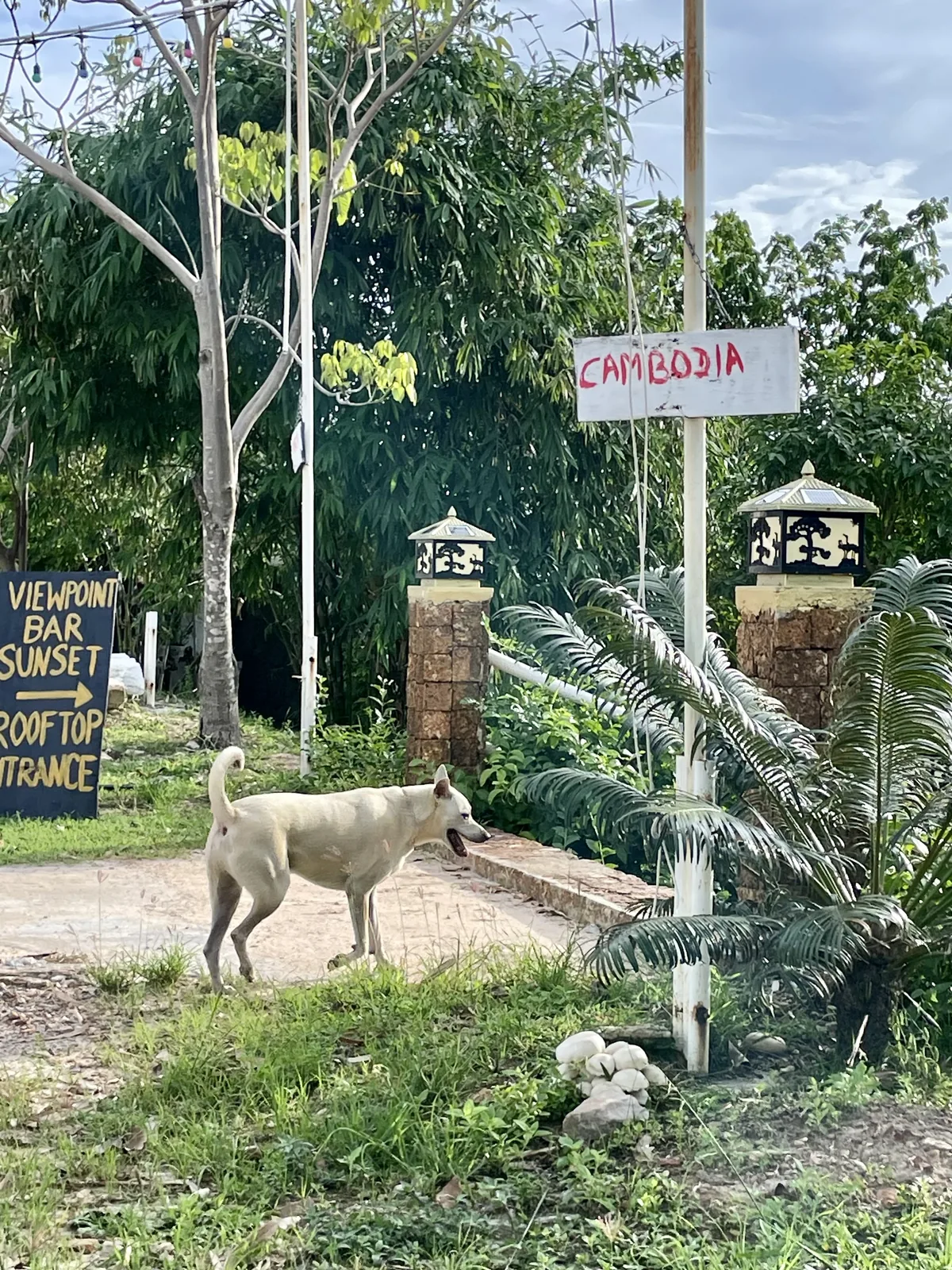 A white dog near a sign that reads Cambodia