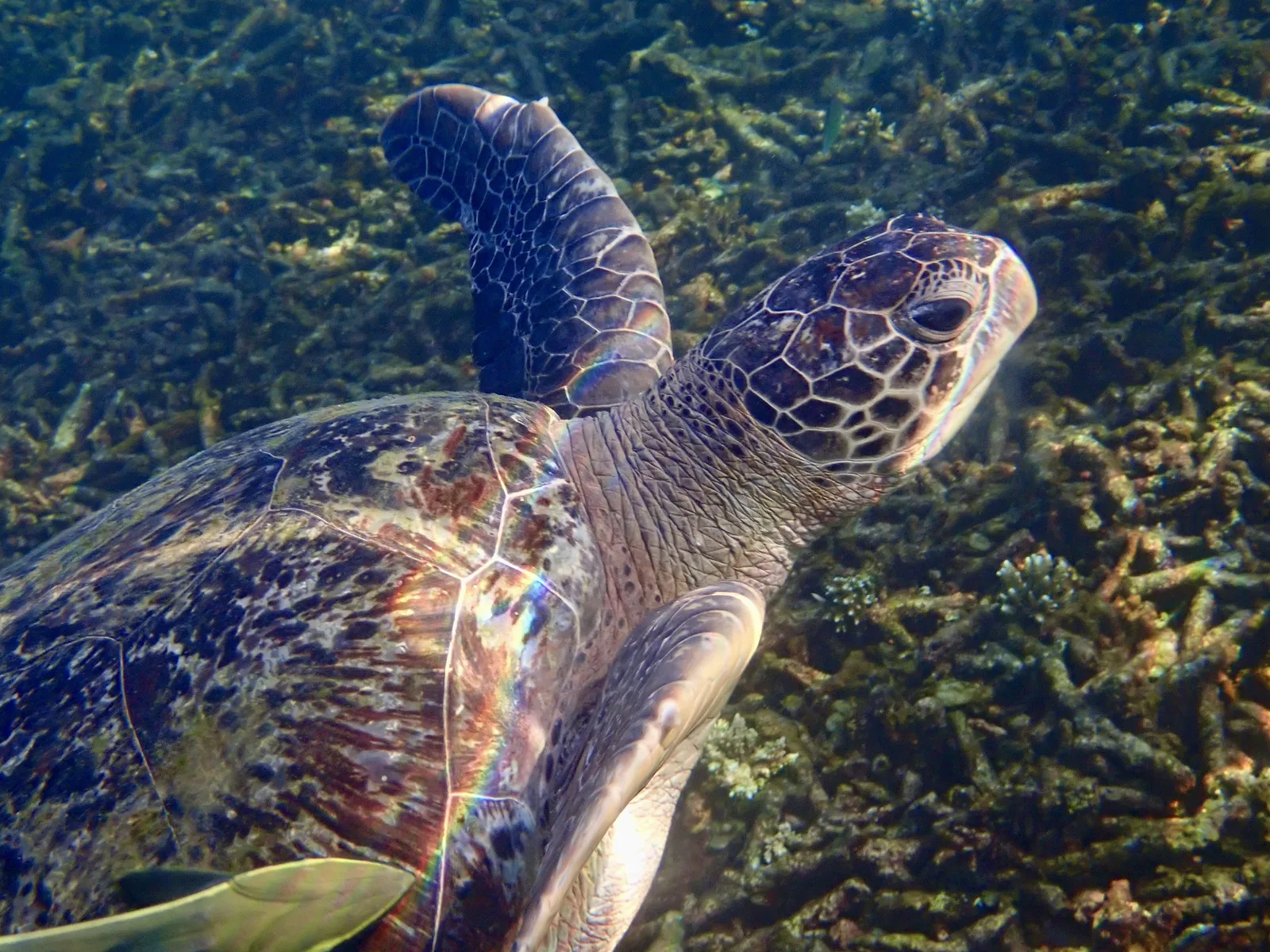 Koh Tao Sea Turtles in Shark Bay, Thailand