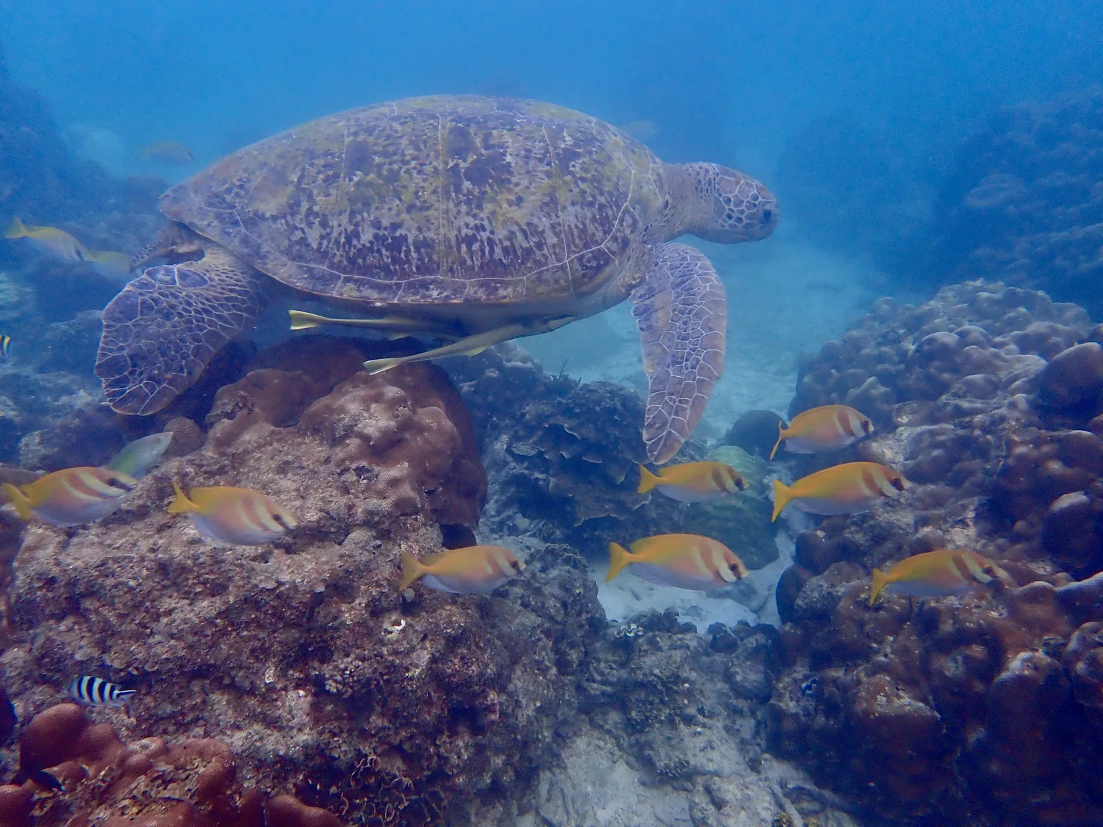 a large green sea turtle swimming with yellow fish in Koh Tao Thailand