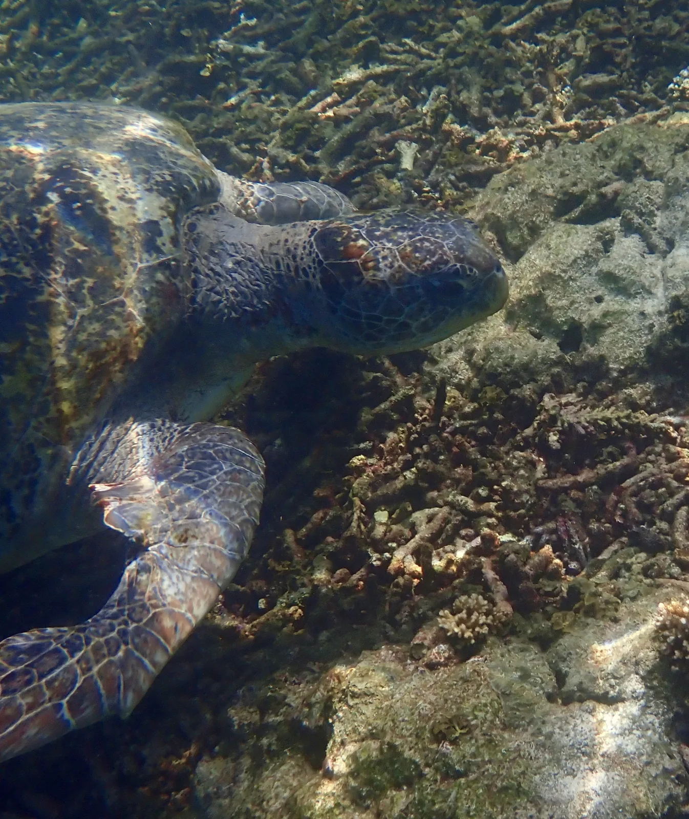 An injured green sea turtle named Yorite in Koh Tao, Thailand