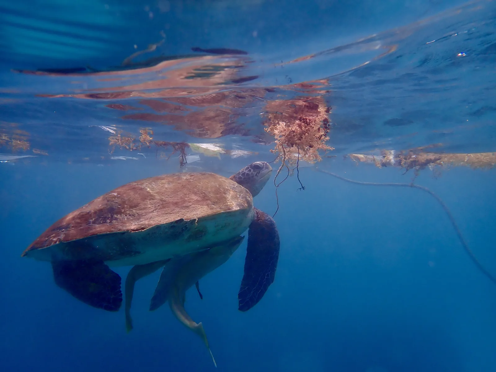 A large green sea turtle grazes sea grass at the surface among microplastics.