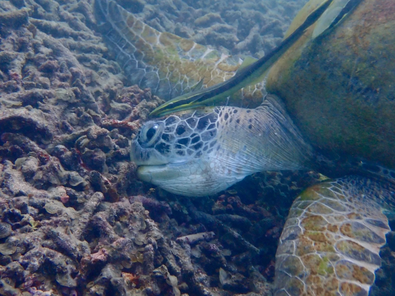 A large green sea turtle with a remora eating in Shark Bay.