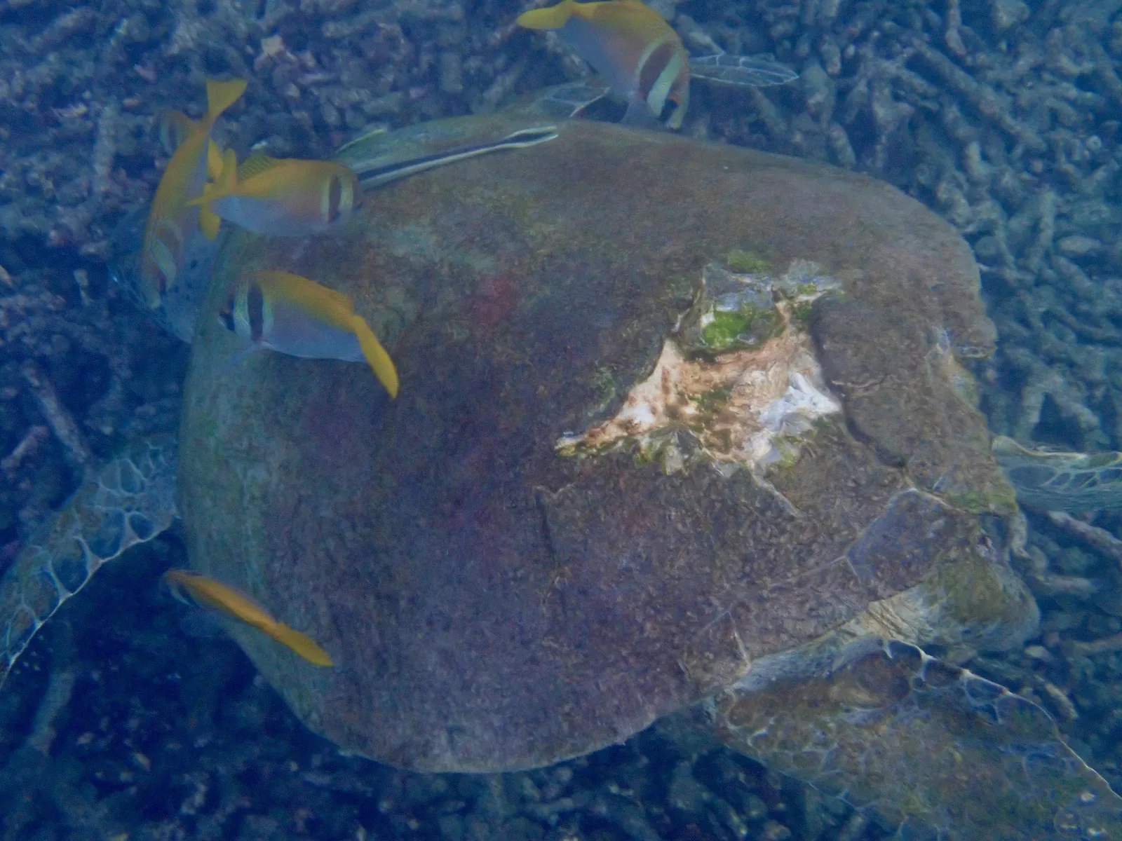 A large sea turtle known as Mr Muscle with a cracked carapace.
