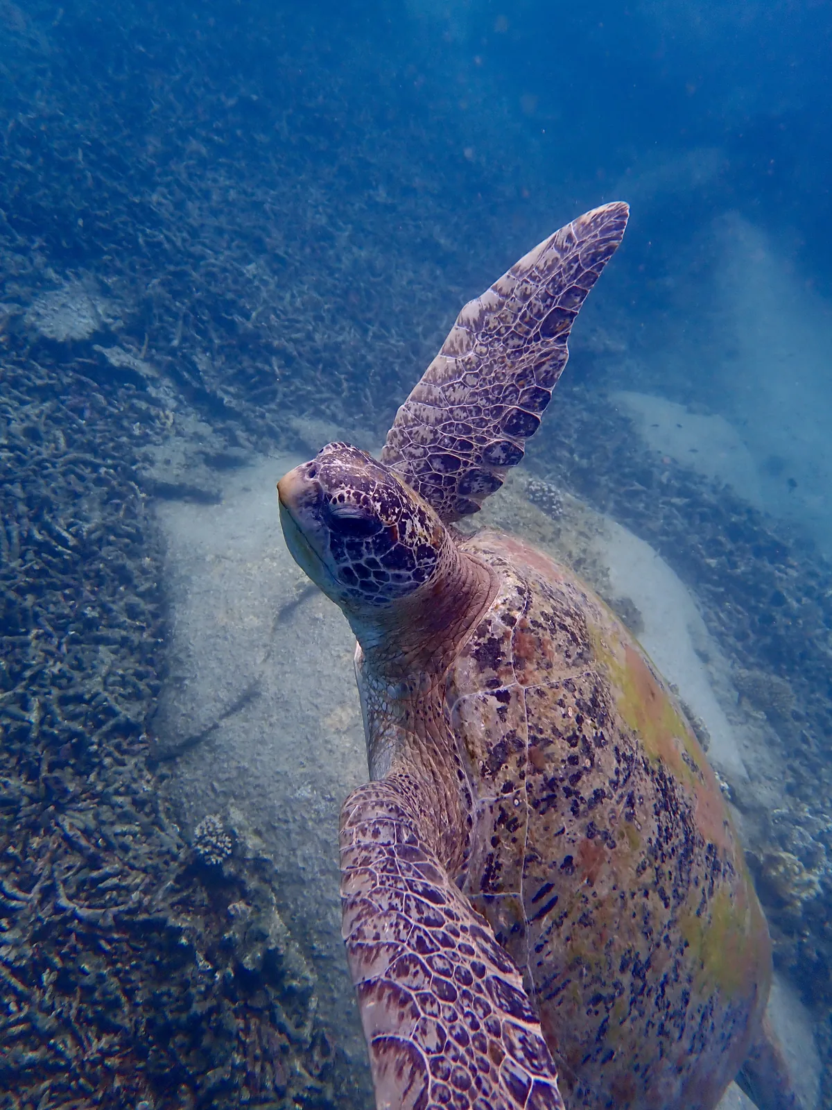 A green sea turtle swimming with its front flippers extended wide in Koh Tao, Thailand.