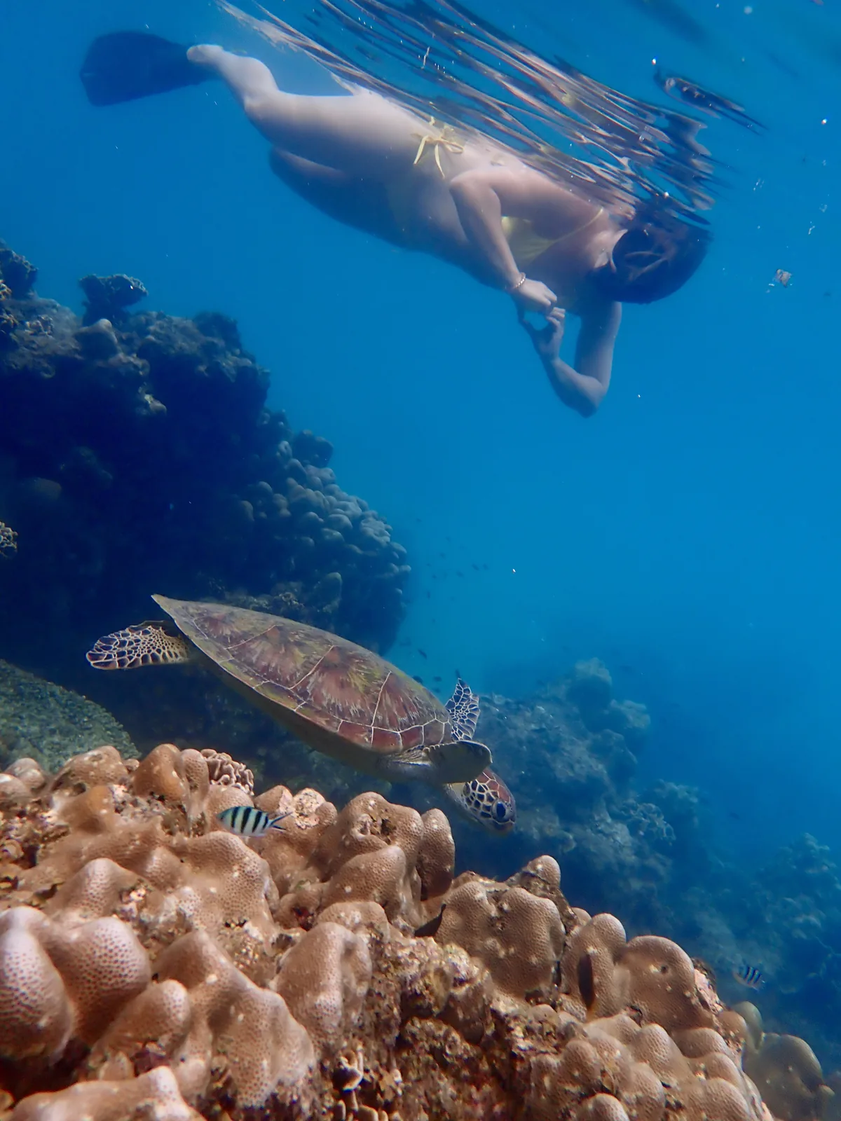 a woman snorkeler making a heart sign with her hands above a small green sea turtle in Shark Bay