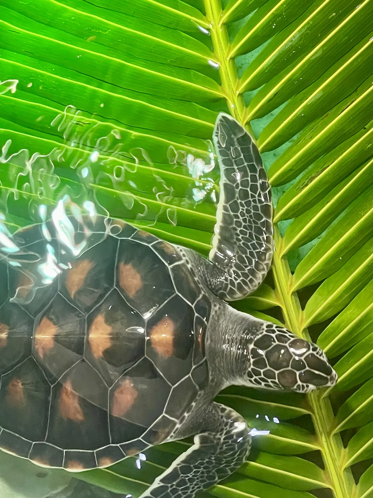 A juvenile sea turtle swimming above a palm leaf in Koh Tao, Thailand.