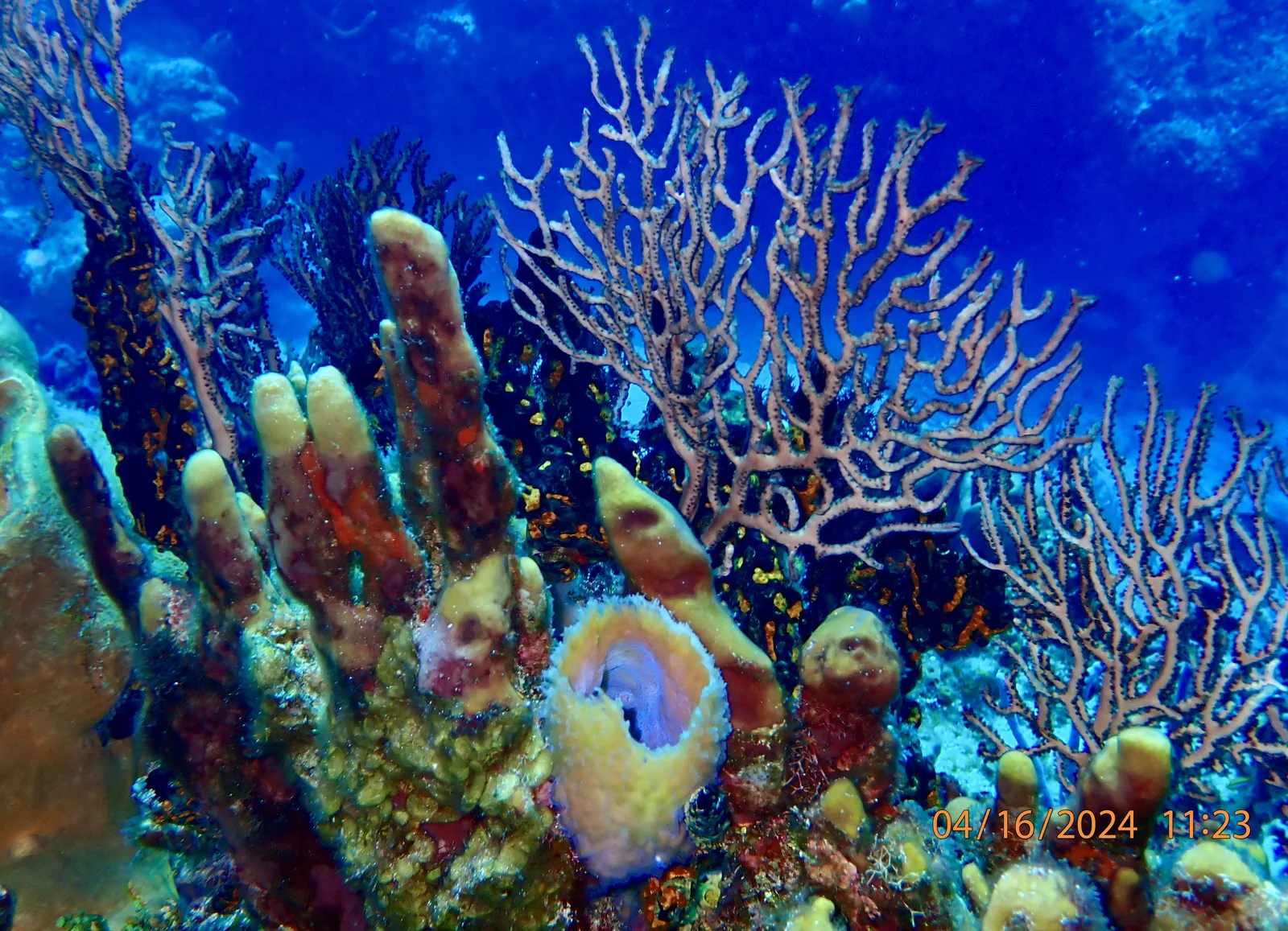 colorful coral reef in Cozumel Mexico