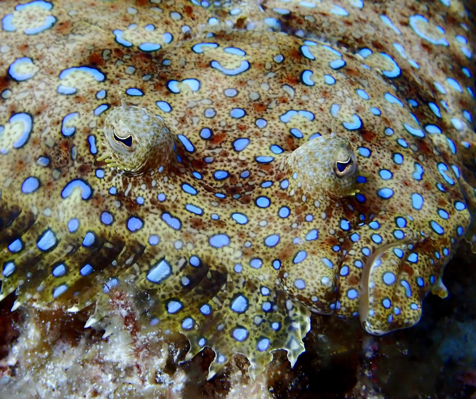 A blue spotted flounder fish