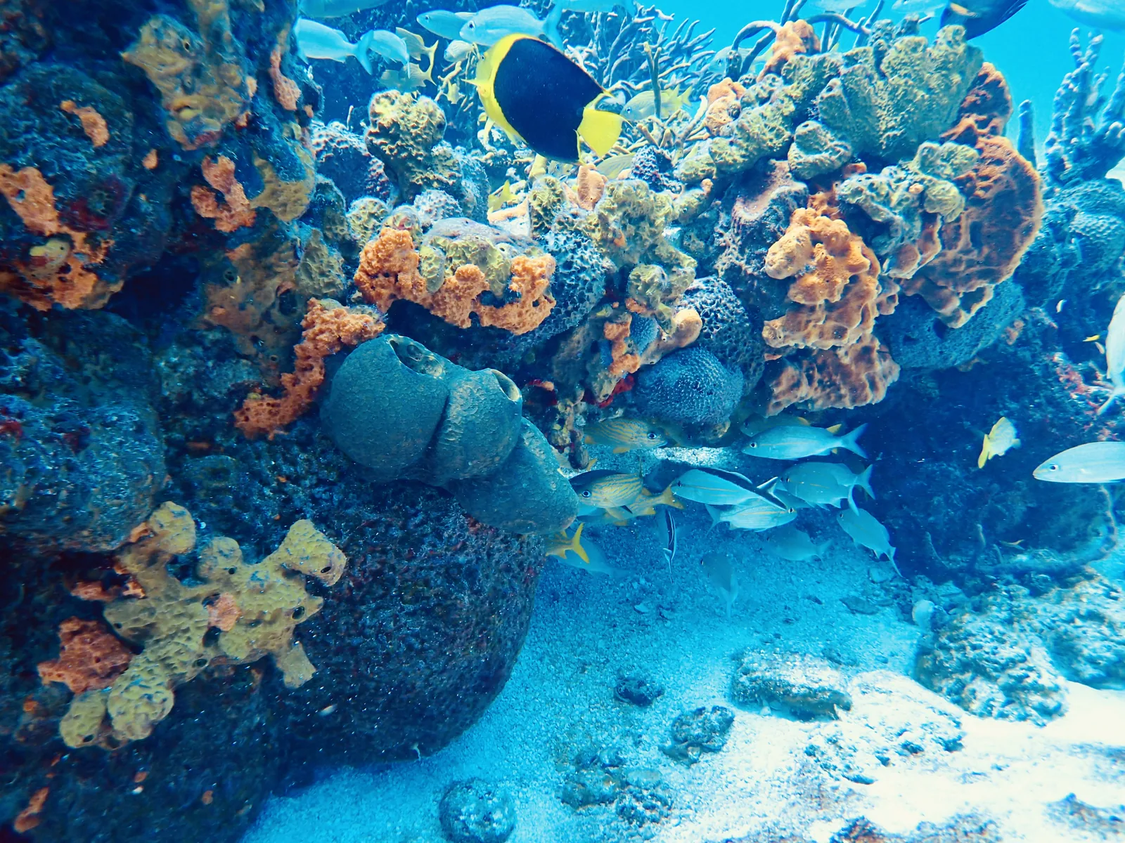 Colorful coral reef with fish