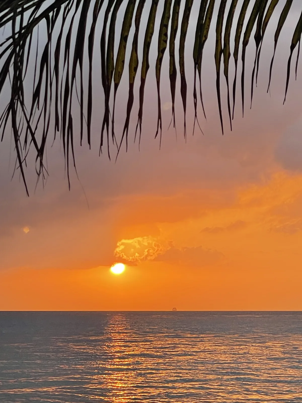 Sunset under a palm tree in Mexico