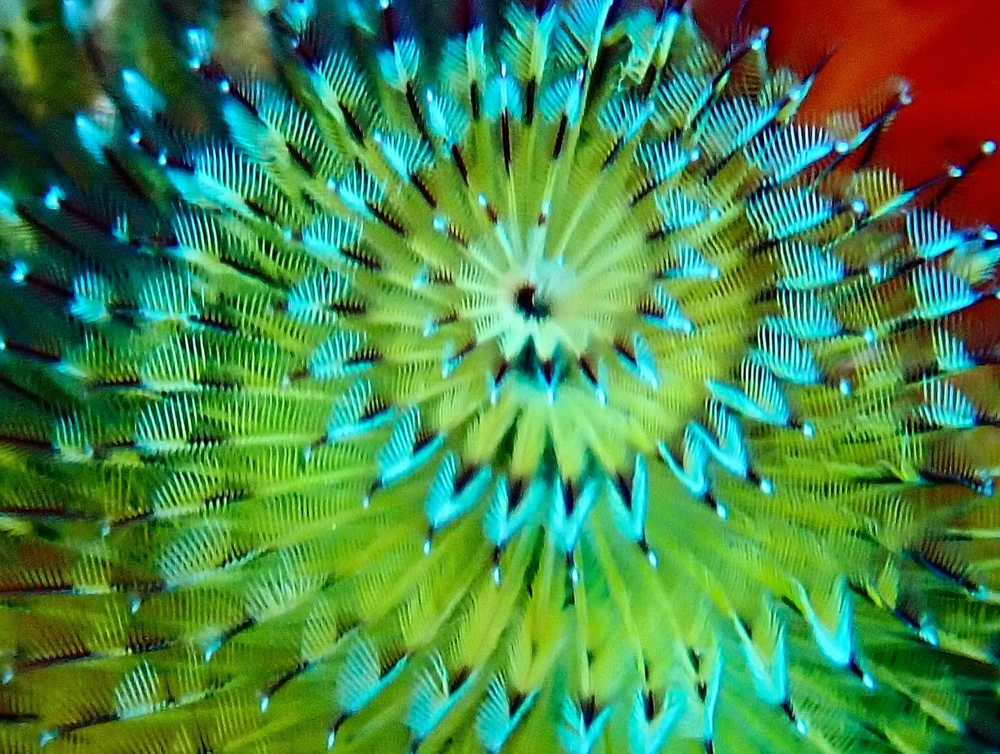 A yellow and blue Christmas tree worm