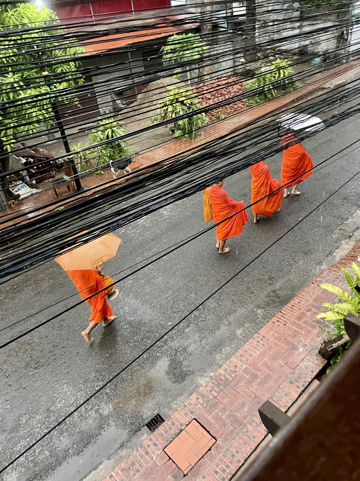 Four monks in saffron robes walking down a wet street at dawn during the Tak Bat procession in Luang Prabang Laos