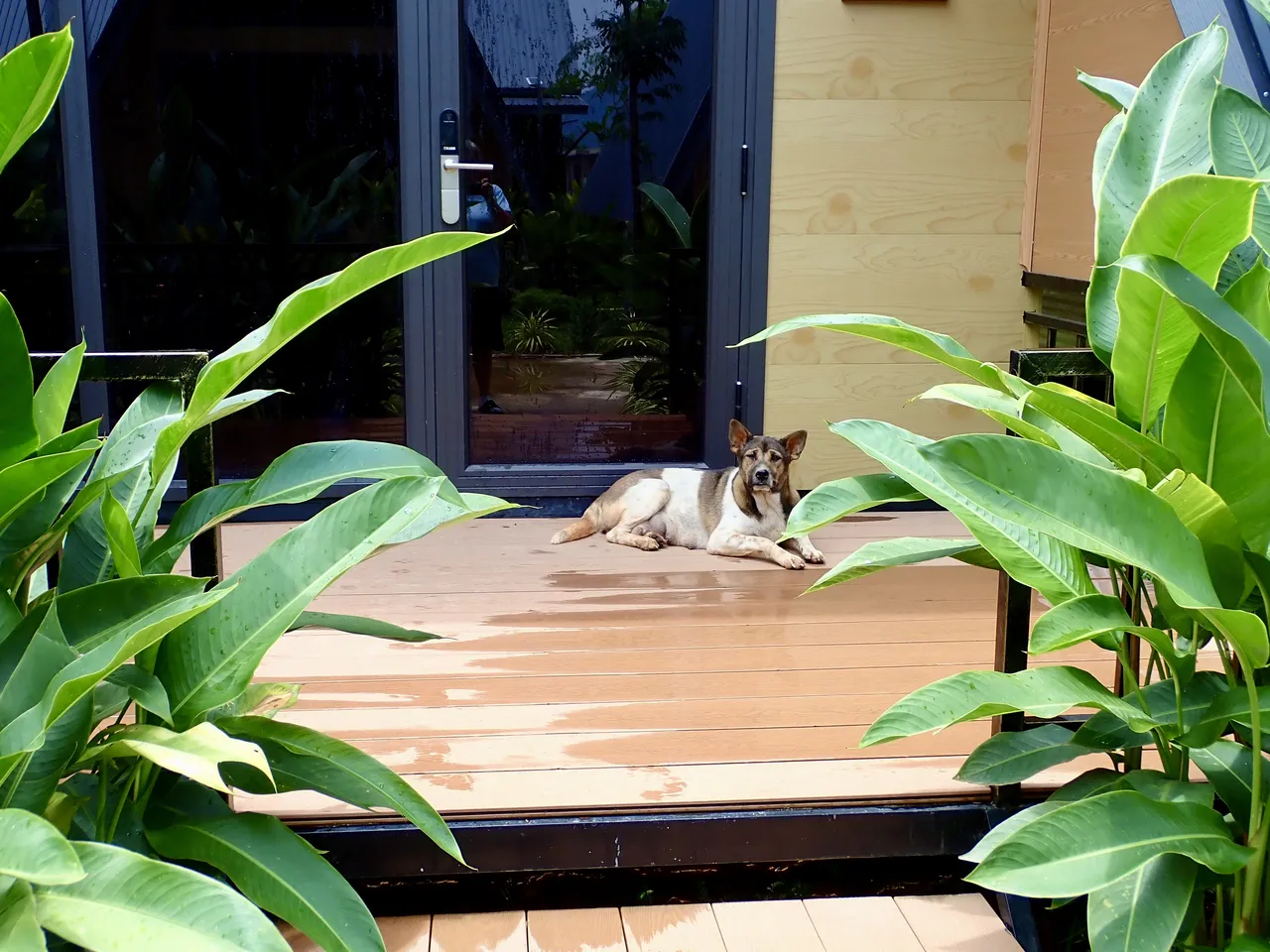 A resort dog resting on the wooden deck of an A-frame bungalow at the Nature Resort in Vang Vieng