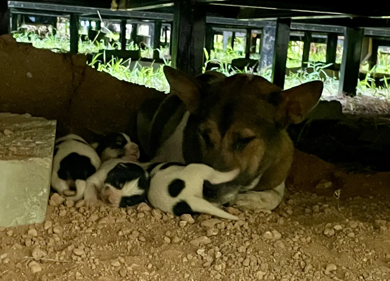A mother dog with four newborn puppies sheltering under the bungalow at the Nature Resort