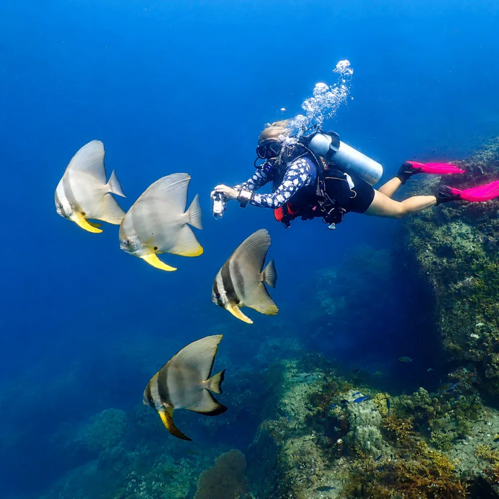 Jennifer diving with a school of batfish off Koh Tao, Thailand