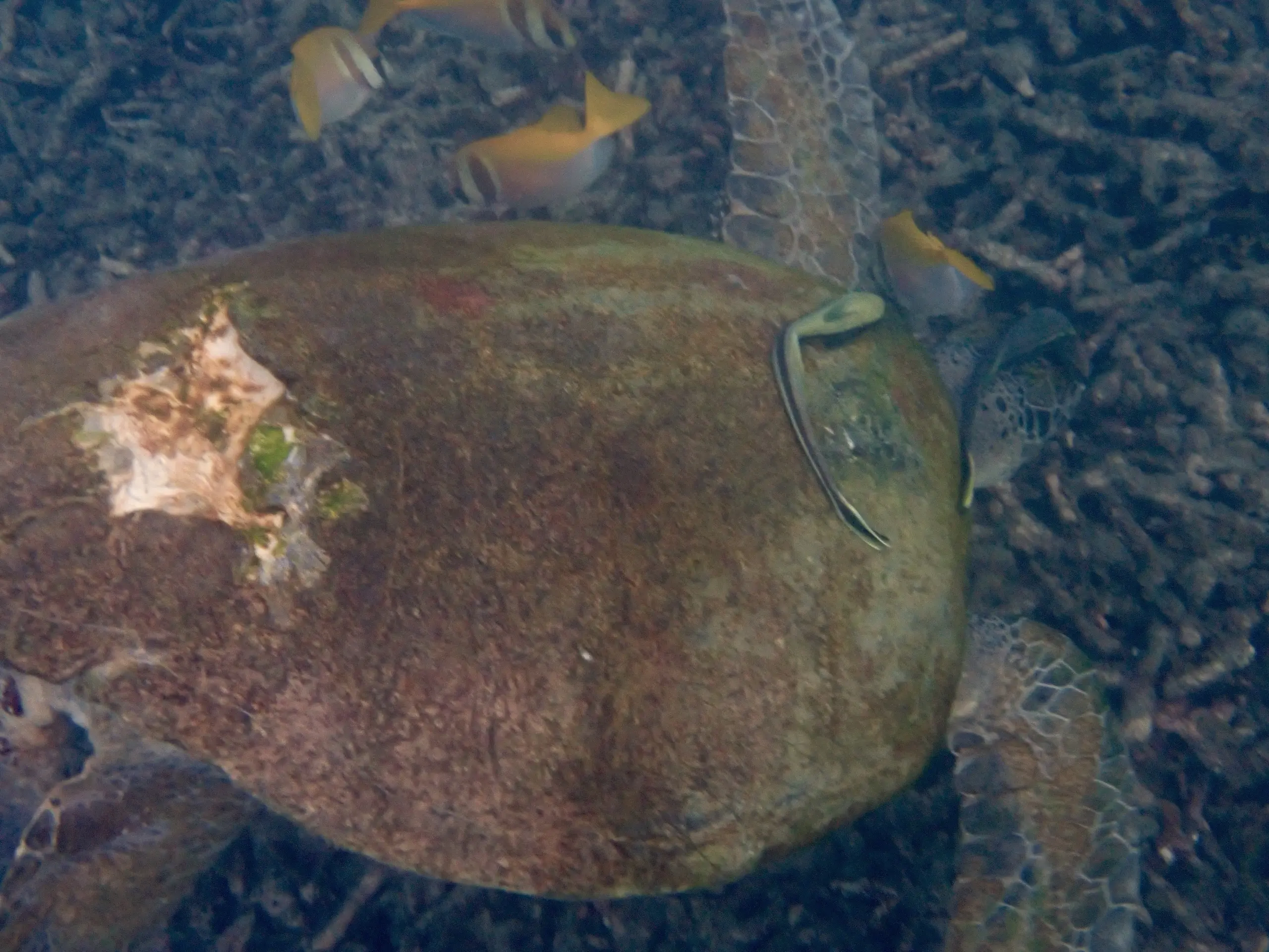 Overhead view of a green sea turtle in Koh Tao, Thailand, showing a large area of damage and scarring on its shell, with a cleaner wrasse swimming nearby.