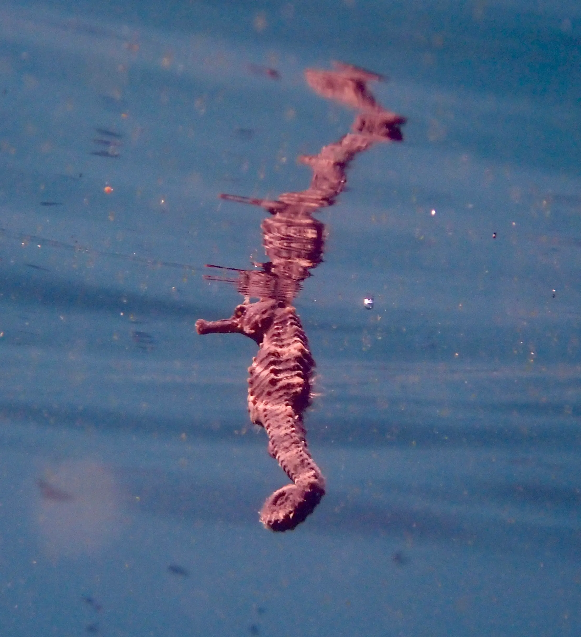A Seahorse swimming near the surface in Koh Tao