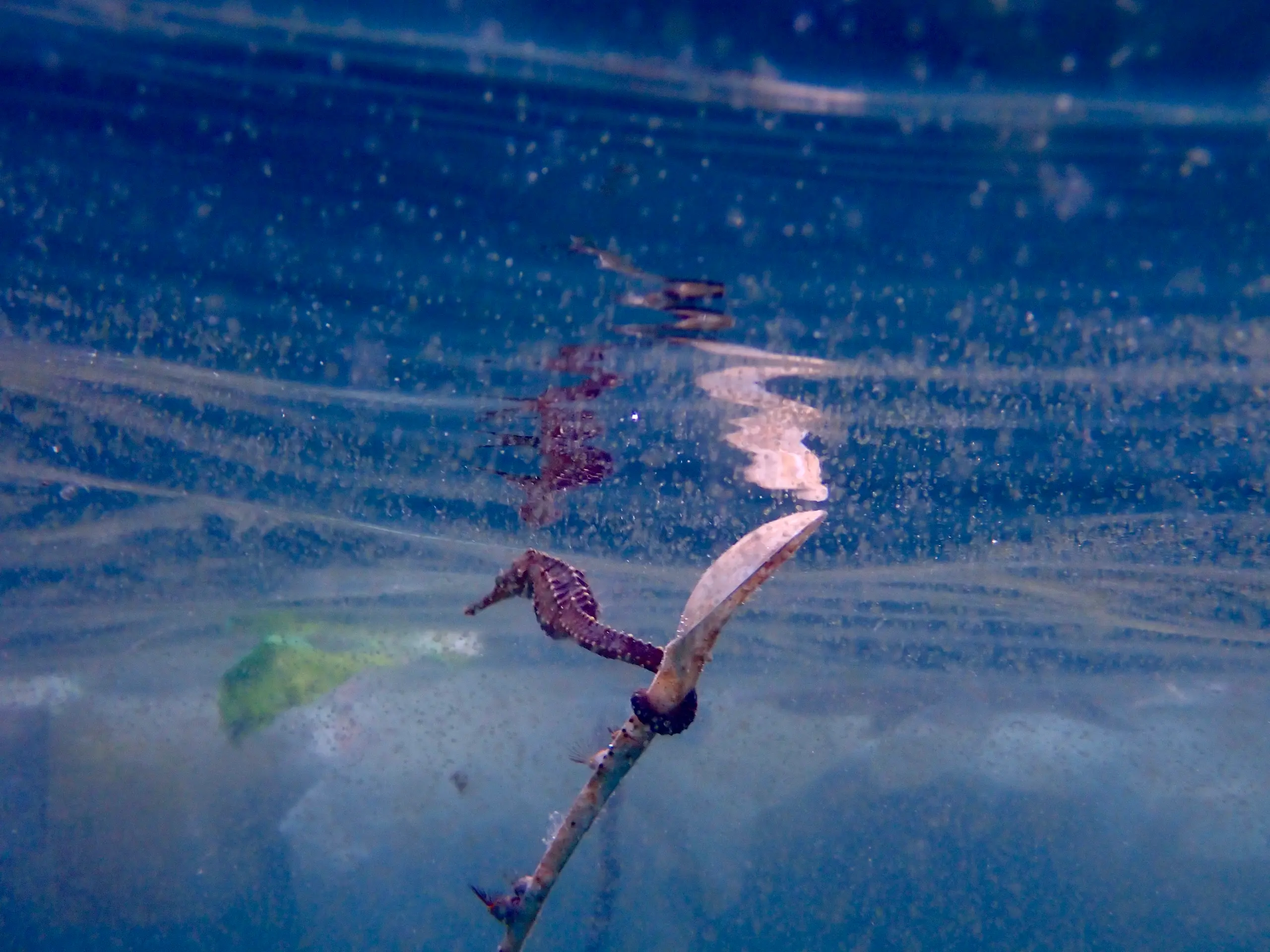 A tiny Seahorse clings to a discarded plastic straw floating with trash near the surface of the ocean in Koh Tao, Thailand