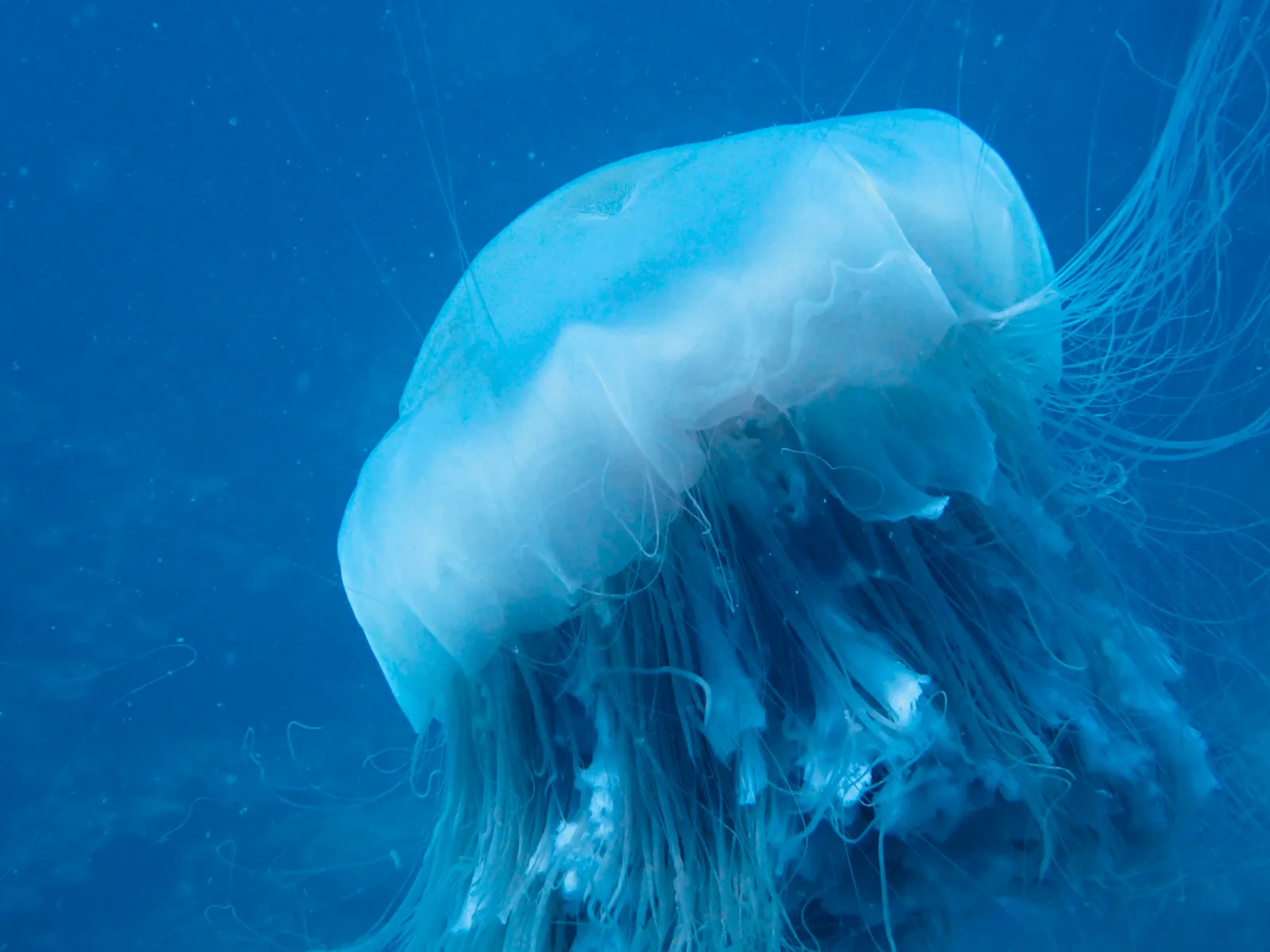 a glowing blue lions mane jellyfish in blue ocean water swimming in Koh Tao Thailand