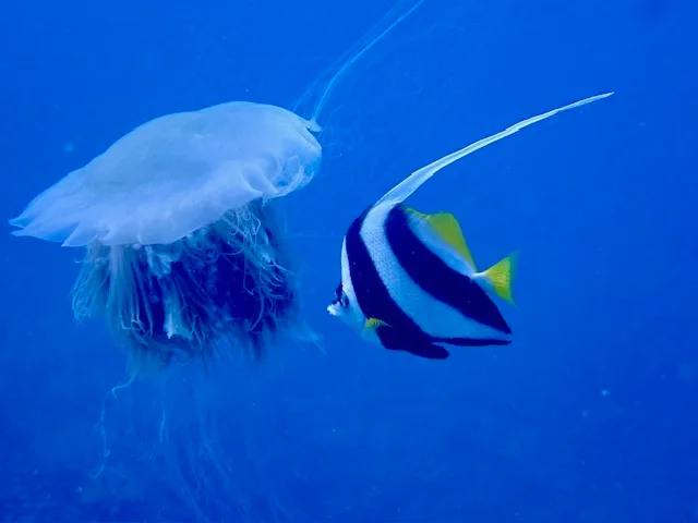 a blue lion's mane jellyfish and a black white and yellow Long tail bannerfish