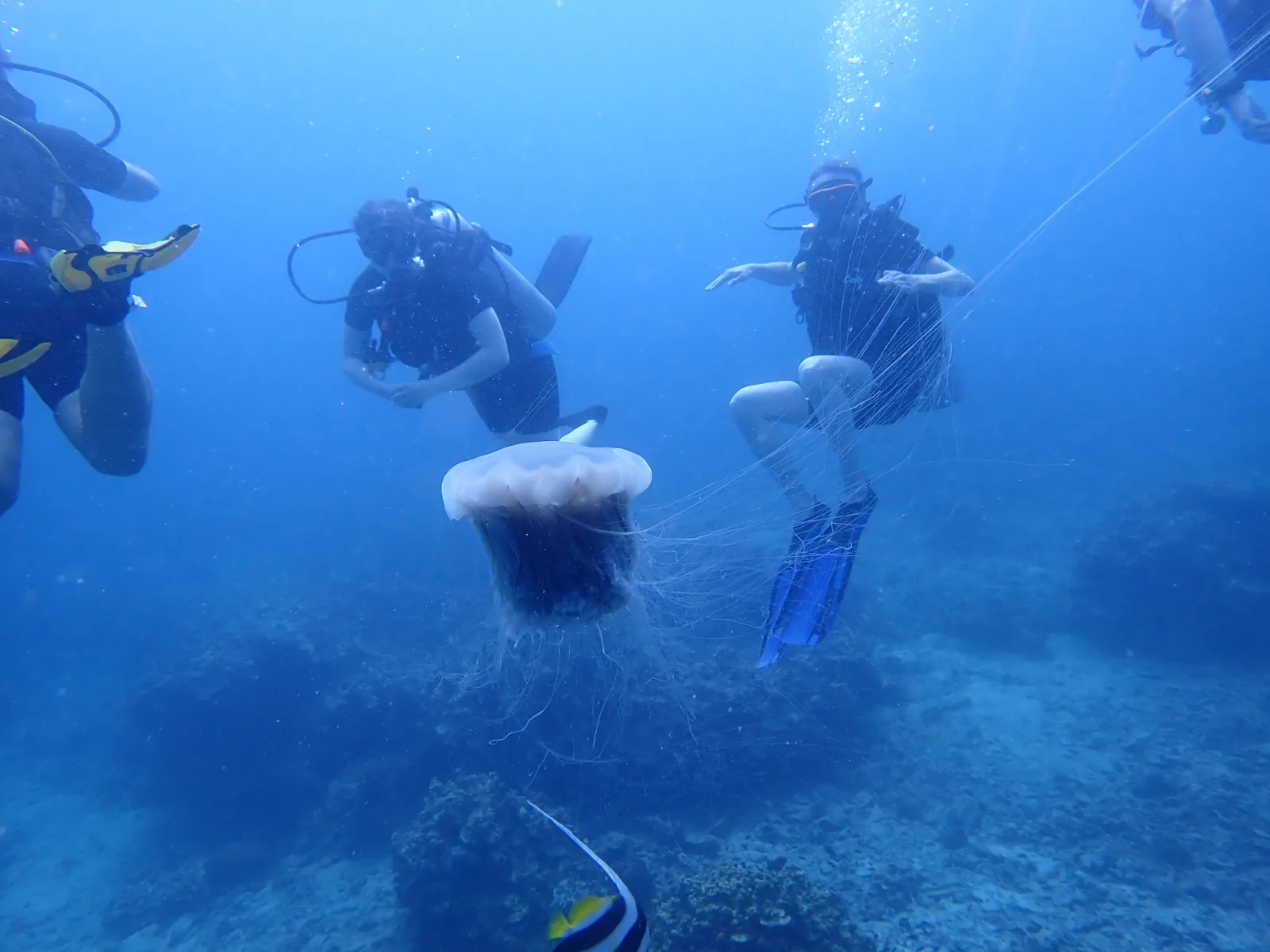 4 scuba divers around a lion's mane jellyfish in Koh Tao Thailand