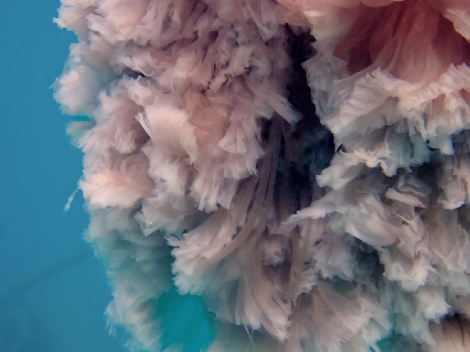 A zoomed in view of a pink lion's mane jellyfish in Koh Tao Thailand
