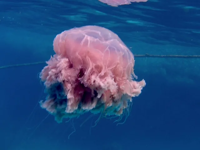 A pink lion's mane jellyfish swimming in blue ocean water