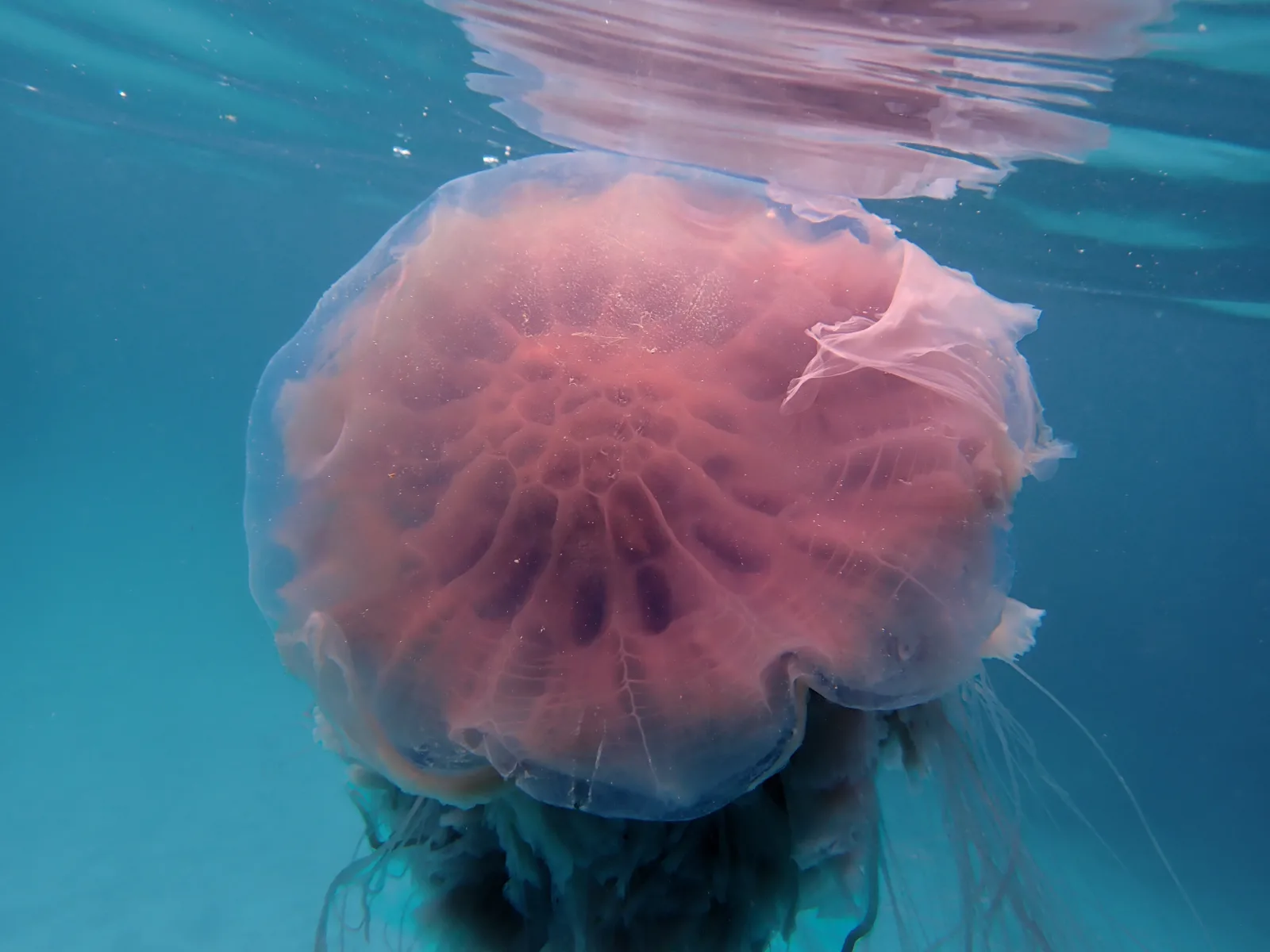 A large pink lion's mane jellyfish swimming in blue water in Koh Tao Thailand