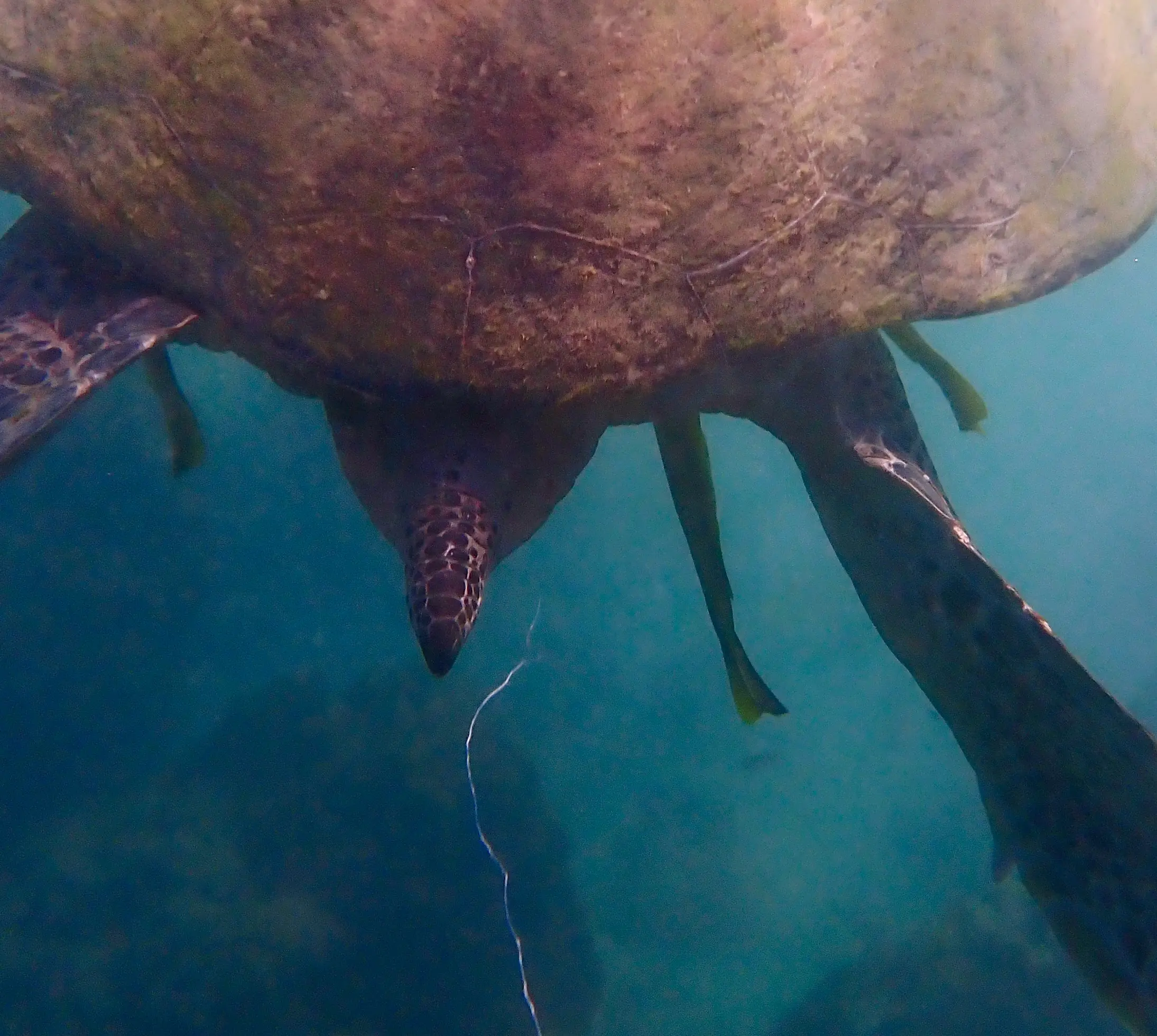 Underwater view of a green sea turtle from below, showing fishing line protruding from its cloaca after passing through its digestive tract in Koh Tao, Thailand.