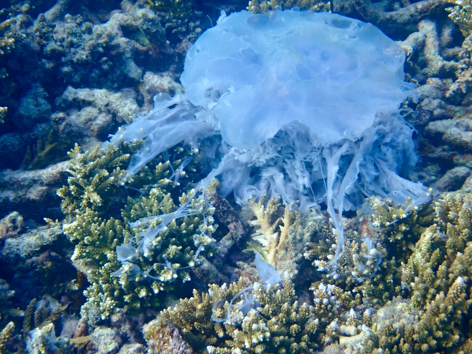 a light blue lion's mane jellyfish dying at the bottom of the ocean with yellow and green coral