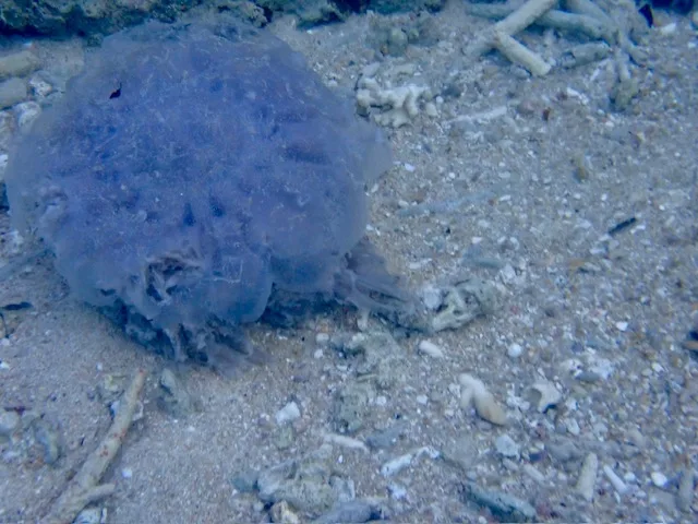 Dying Lion’s Mane jellyfish resting on the sandy seafloor in shallow water near the shore of Koh Tao, Thailand.
