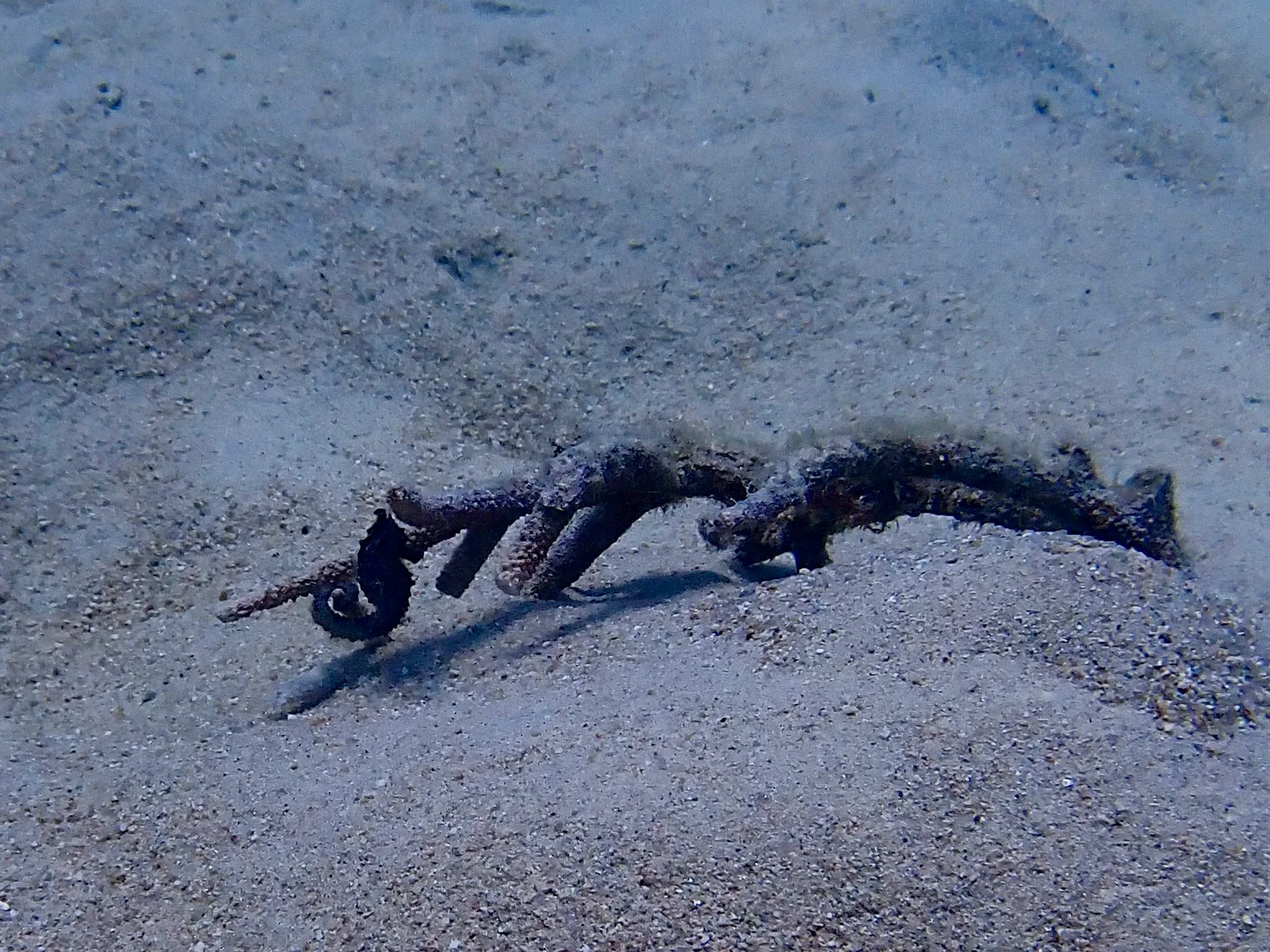 A tiny black Seahorse hides on a piece of dead coral in the sand in Tanote Bay, Koh Tao, Thailand