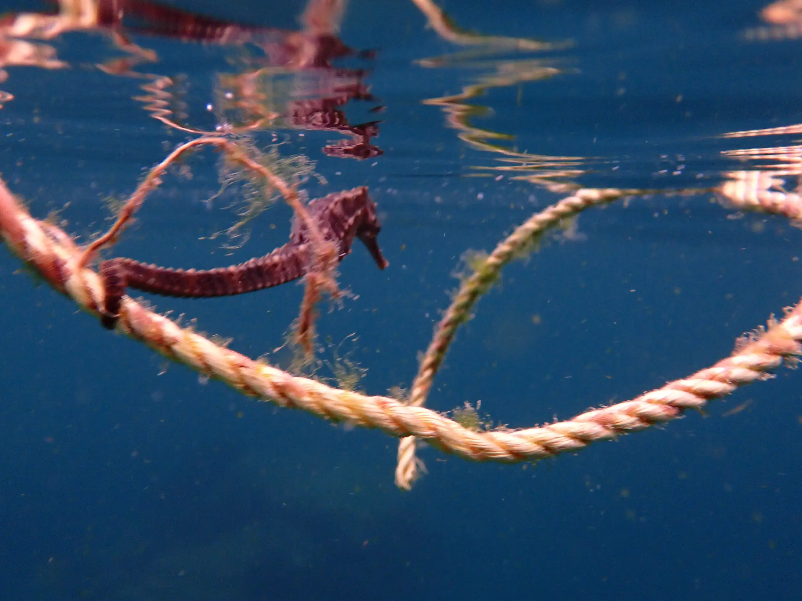 A brown Seahorse at the surface with twine in the ocean near Koh Tao, Thailand